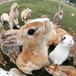 The Rabbits of Okunoshima (Rabbit Island)