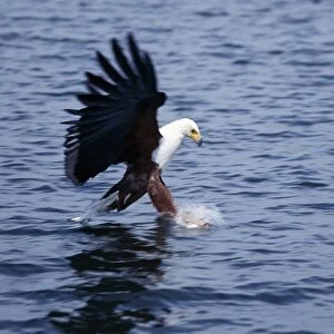 An African fish eagle