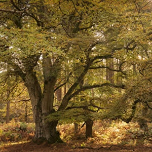 Autumnal woodland scene at Bolderwood, New Forest National Park, Hampshire, England