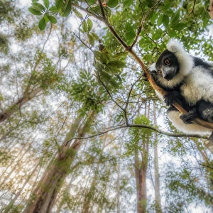 Black and white ruffed lemur (varecia variegata) in Eastern Madagascar
