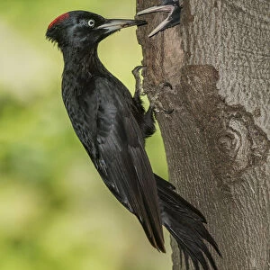 black woodpecker with cue