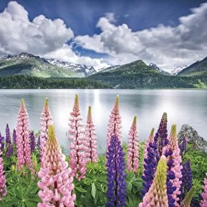 Blooming of lupins on the shores of Lake Sils