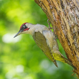 European green woodpecker on the nest, Trentino Alto-Adige, Italy