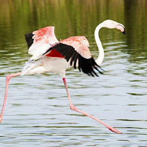 Flamingo, Camargue, France