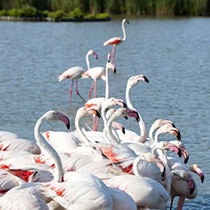 Flamingo colony, Camargue, France