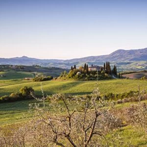 Olive grove and rolling hills at sunrise, Val d Orcia, Tuscany, Italy
