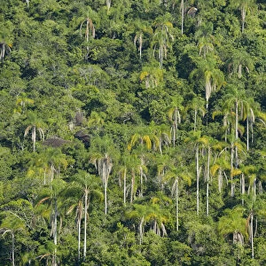 Palm forest, Ilha Grande, Rio de Janeiro, Brazil, South America