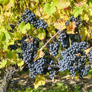 Pinot Noir grapes on vine before harvest, Yvorne, Vaud Canton, Switzerland