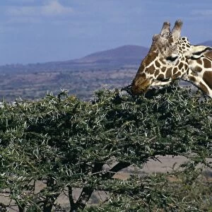 Reticulated giraffe (Giraffa reticulata) feeding on an acacia bush