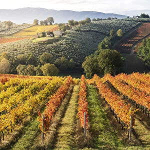 Sagrantino di Montefalco Vineyards in autumn, Umbria, Italy