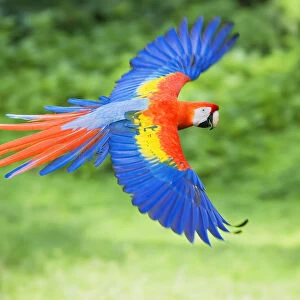 Scarlet Macaw (Ara macao) on flight, Corcovado National Park, Costa Rica