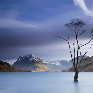 Tree in Lake Buttermere, Lake District National Park, Cumbria, England
