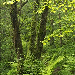 Verdant woodland in mid Devon, England. Summer (June)