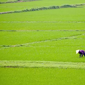 Vietnamese woman working in rice fields, Son Trach, Bo Trach District, Quang Binh