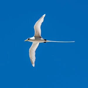 Tropicbirds Related Images