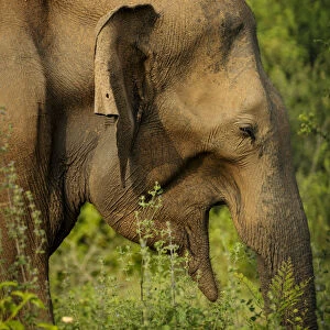 Wild Elephants in Uda Walawe National Park, Uva Province, Sri Lanka, Asia