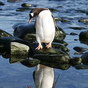 Adult gentoo penguin (Pygoscelis papua) returning from the sea reflected in a tidepool on Elephant Island in the South Shetland Island Group, Antarctica