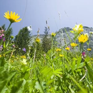 Alpine flowers in a mountain meadow above Flims Switzerland warming temperatures are causing population fluctuations and changing flowering patterns in many alpine