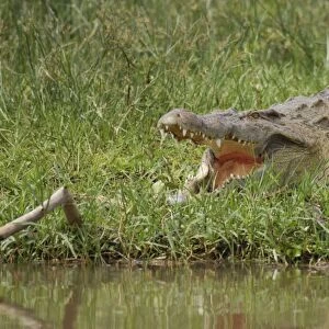 Crocodile by the River Nile, Murchison Falls National Park, Uganda