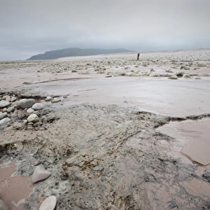 Tree trunks preserved in a submarine forest revealed at low tide at Porlock Weir in Somerset, UK. The submarine forest is evidence of a lower sea level caused by water being locked on the land as ice during the last ice age. Since then the sea