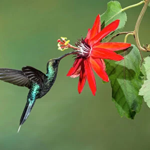 Green Hermit Hummingbird and passion flower in Costa Rica