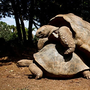 Two Aldabra giant tortoises mate at the La Vanille Nature Park in Riviere des Anguilles