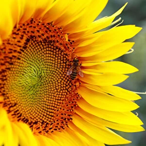 A bee collects nectar on a sunflower in a field near Frauenkirchen in Austria