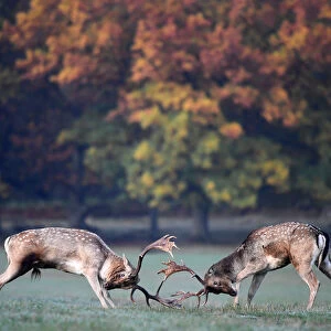 Deer clash as they fight during the rutting season in Richmond Park, west London