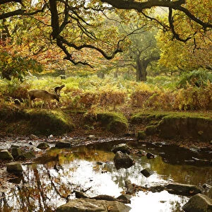 A deer grazes by a river in Bradgate Park in Newtown Linford
