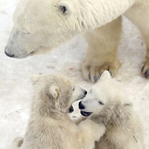 Twin six-month-old polar bear cubs play next to their mother Uslada at the city zoo in St