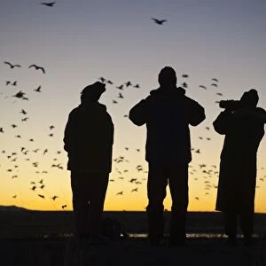 Birders watching dawn flight of Snow Geese at Bosque del Apache New Mexico USA November