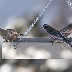 Black Rosy-Finch Leucosticte attata sharing bird table with Gray-crowned Rosy Finches