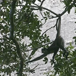 Central American Spider Monkey Ateles geoffroyi silhouetted against a Mayan Temple