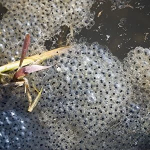 Common Frog Rana temporania spawn in pond in spring Norfolk March
