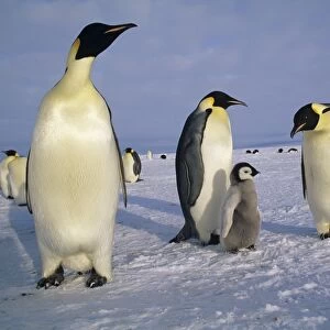 Emperor Penguins Aptenodytes fosteri Weddell Sea Antarctica
