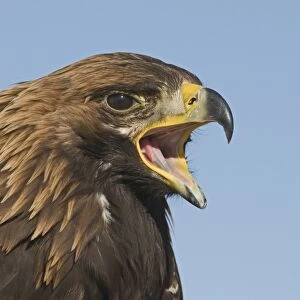 Golden Eagle Aquila chrysaetos calling Norway