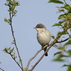 Lesser Whitethroat Sylvia curruca in song Norfolk May