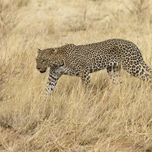 African Leopard (Panthera pardus pardus) adult, walking in dry savannah, Samburu National Reserve, Kenya, August