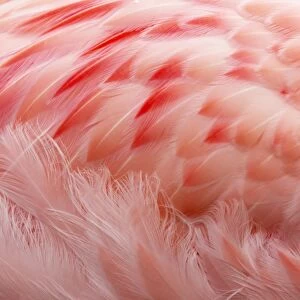 Andean Flamingo (Phoenicoparrus andinus) adult, close-up of feathers, Slimbridge W. W. T. (captive)