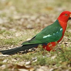 Australian King Parrot (Alisterus scapularis) adult male, foraging on ground, Lamington N. P