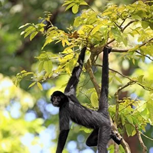 Black Spider Monkey (Ateles paniscus) adult, hanging from tree, using prehensile tail (captive)