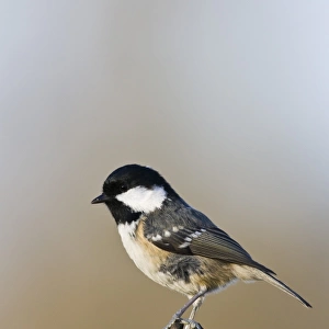 Coal Tit (Parus ater) adult, perched on branch, County Durham, England, november