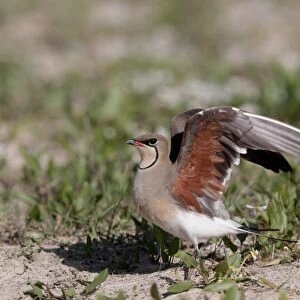 Collared Pratincole (Glareola pratincola) adult, stretching wings, standing on ground, Southern Spain april