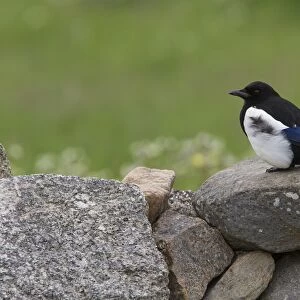 Common Magpie on stone wall