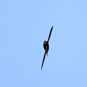 Common Swift (Apus apus) adult, in flight, catching insect in mid-air, Norfolk, England, May