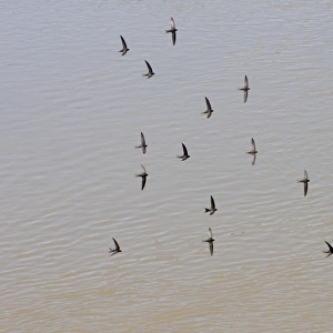 Common Swift (Apus apus) flock, in flight, screaming over water, Spain, june