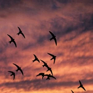 Common Swift (Apus apus) flock, in flight, silhouetted at sunset, France