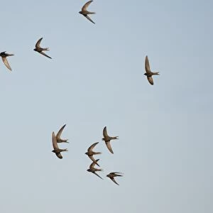 Common Swift (Apus apus) flock, screaming in flight, Northern Spain, july
