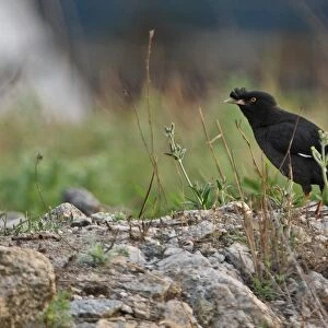 Crested Myna (Acridotheres cristatellus) adult, standing on ground, Hebei, China, may