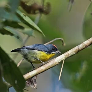 Crimson-breasted Flowerpecker (Prionochilus percussus ignicapilla) adult male, perched on branch, Taman Negara N. P